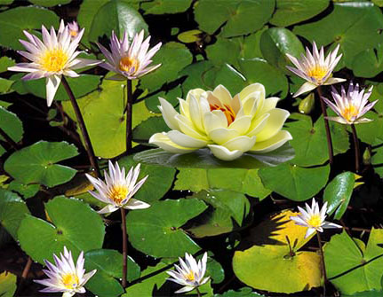 lotus-flower.jpg