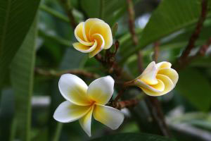 frangipani, frangipani flower, frangipani perfume