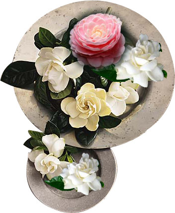 gardenia, gardenia flower, gardenia perfume