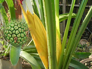 kewra, kewra flower, kewra fruit, kewda, kewra perfume