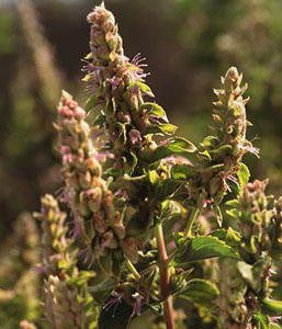 patchouli flower, patchouli, patchouli leaf, patchouli perfume
