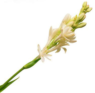 tuberose, tuberose flower, tuberose perfume