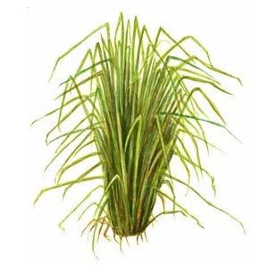 vetiver, vetiver grass, khus khus, vetiver perfume, khus khus oil